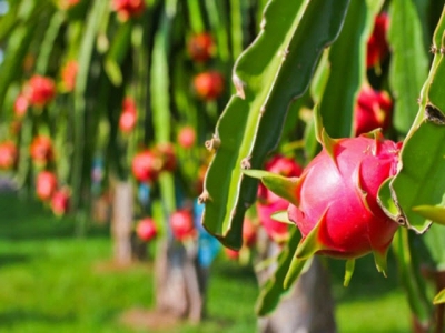 Approximately 100% of Chinas dragon fruit imports from Vietnam
