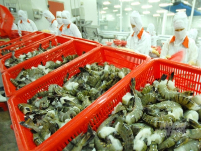 Shrimp supply chain at risk of disruption