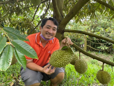 Good prices for off seasonal fruits in the Mekong Delta region