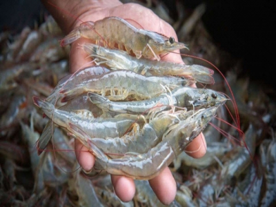 Exports of shrimp, tra fish, tuna simultaneously dropped