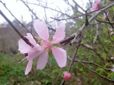 Khá lên nhờ trồng đào bán tết