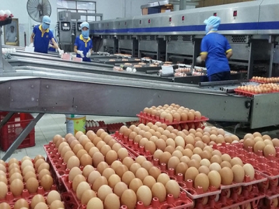 Breakthrough in poultry egg production in Vietnam