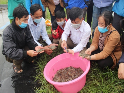 Nuôi tôm thẻ chân trắng trên cát đảm bảo an toàn thực phẩm