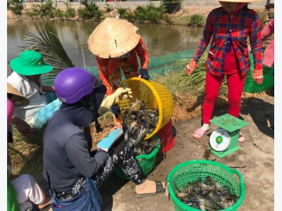 Người nuôi tôm đã vui trở lại