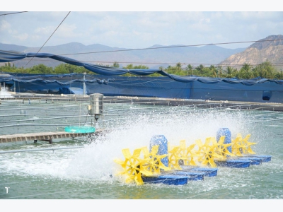 Ngăn ngừa hiện tượng nhớt bạt ao tôm