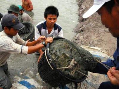 Bảo Hiểm Nông Nghiệp ĐBSCL: Gian Nan Với Con Tôm Bạc Liêu