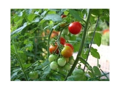 Kỹ Thuật Trồng Cà Chua Ghép Trái Vụ Ở Đồng Bằng Sông Hồng