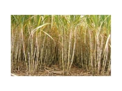 Một Số Phương Pháp Chăm Sóc Vụ Mía Lưu Gốc Hiệu Quả