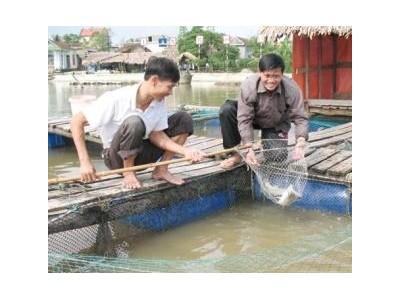 Kỹ Thuật Nuôi Cá Vược Thương Phẩm