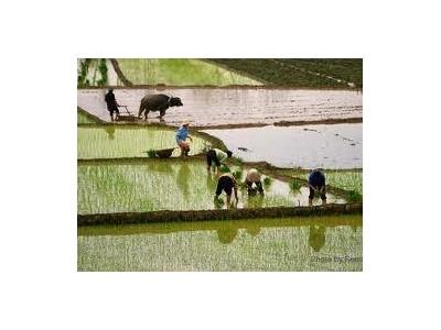 Đã Đến Lúc Nông Dân Phải “Tự Đứng Lên”