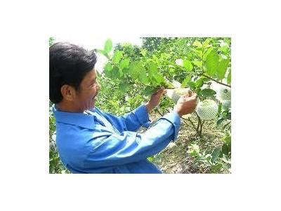 Trồng Ổi Cho Năng Suất Cao