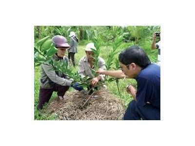 Trồng Cam Sành Bằng Gốc Ghép Cây Volka