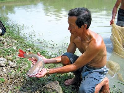 Phòng Bệnh Cho Cá Sau Mùa Lũ