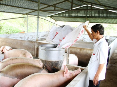 Hiệu Quả Mô Hình Nuôi Heo Siêu Nạc Ở Bác Ái (Ninh Thuận)