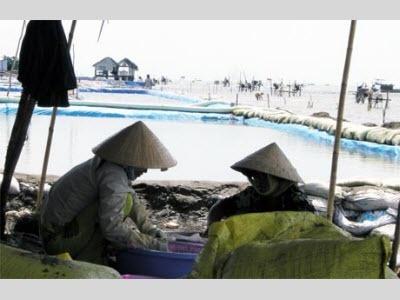Người Ương Nghêu Giống Lỗ Nặng Ở Tiền Giang