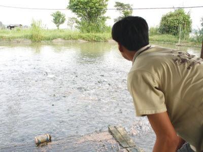 Nuôi Cá Lóc Để Xoá Nợ Cho Cá Tra