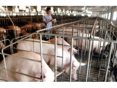Những Điều Cần Biết Khi Nuôi Heo Nái