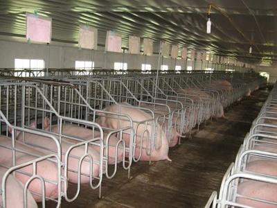Biện Pháp Kỹ Thuật Để Heo Nái Sinh Sản Nhiều Con Trên Lứa, Tỉ Lệ Sống Cao