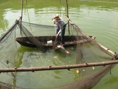 Kỹ Thuật Sinh Sản Nhân Tạo Cá Lăng Vàng