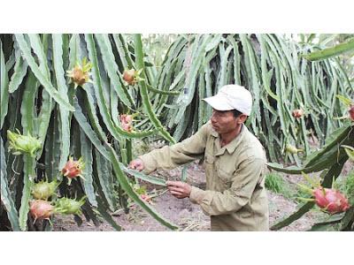 Cây Trồng Thanh Long Mới Trên Đất Hải Đường (Nam Định)