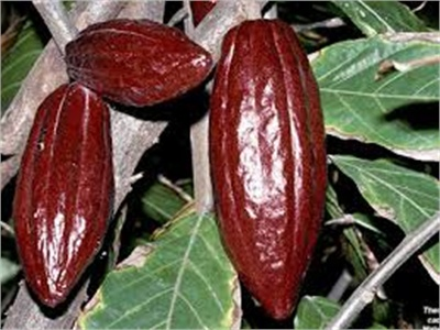 Triển Vọng Cây Ca Cao Bến Tre