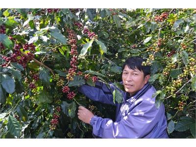 Hy Vọng Từ Hạt Cà Phê Bền Vững