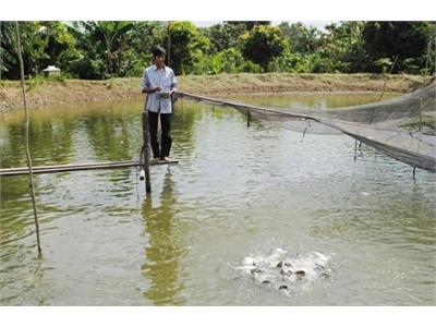 Anh Cao Hoài Ân Nuôi Cá Thác Lác Cườm Có Hiệu Quả