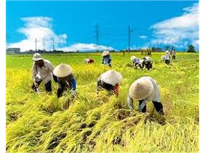 Thực Hiện Cánh Đồng Liên Kết Trên 50.000 Ha