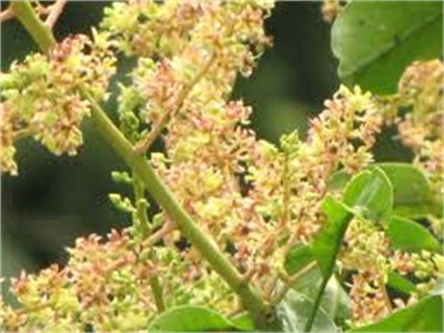 Phát Triển Trồng Cây Ăn Quả Ở Xã Xuân Sơn, Huyện Vạn Ninh (Khánh Hòa)