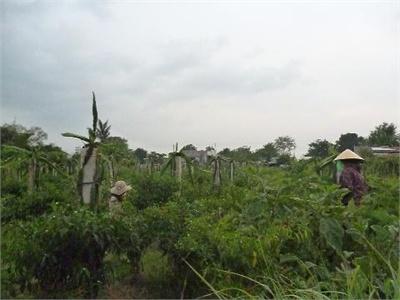 Cây Màu Xen Thanh Long