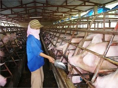 Lợn Tăng Giá Và Tính Bền Vững Của Chăn Nuôi Trang Trại