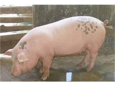 Kỹ Thuật Chọn Giống Lợn Tốt