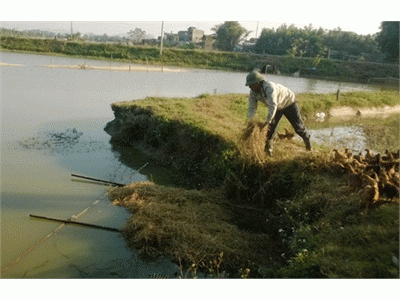 Bắc Giang Chủ Động Chống Rét Cho Cá