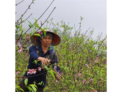 Đào Phai Bén Rễ Vùng Đất Khó