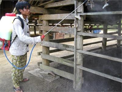Tái Đàn Cùng Nỗi Lo Dịch Bệnh
