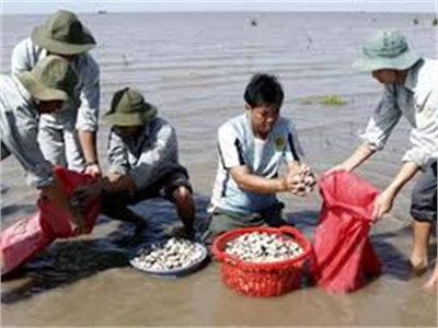 Giá Nghêu Tăng Cao, Nông Dân Phấn Khởi