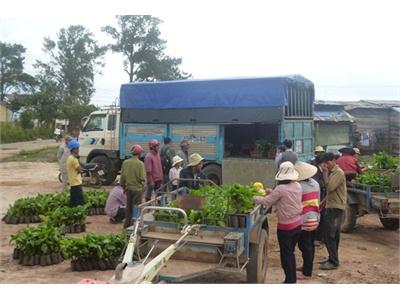 Giống Trôi Nổi, Cản Trở Người Dân Tái Canh Cà Phê