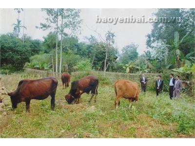 Nâng Cao Chất Lượng Giống Vật Nuôi
