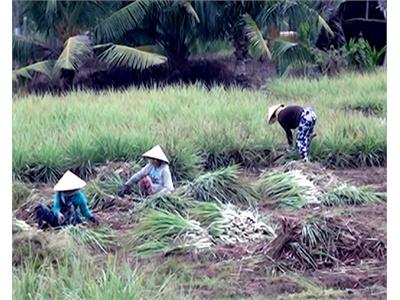 Nông Dân Tân Phú Đông Làm Giàu Nhờ Trồng Sả