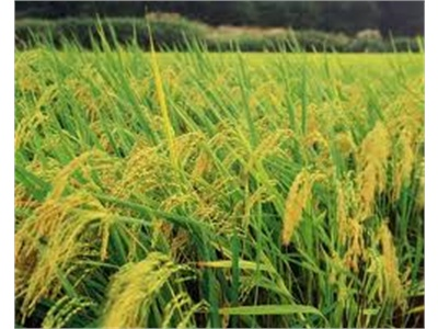 Hiệu Quả Trồng Luân Canh 1 Vụ Bắp, 2 Vụ Lúa