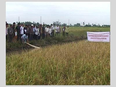 Hội Thảo Đánh Giá Mô Hình Lúa - Tôm Càng Xanh