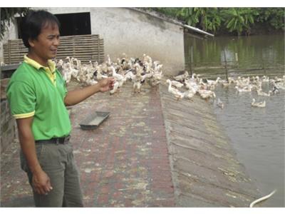 Làm Giàu Từ Nuôi Vịt, Cá