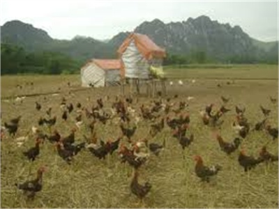 Nhiều Lợi Ích Từ Mô Hình Nuôi Gà Thả Đồng