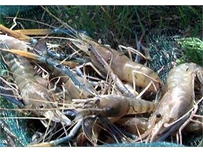 Tôm Càng Xanh Trong Ao Nuôi Tôm Nước Lợ Ở Mỹ Xuyên (Sóc Trăng)