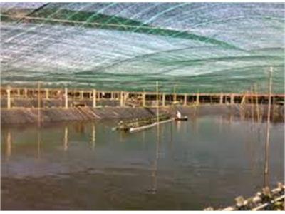 Nuôi Tôm Trong Nhà Hiệu Quả Nhân Đôi