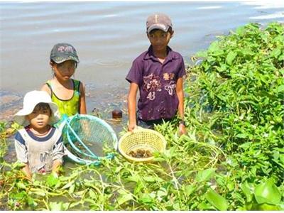 Ngăn Chặn Nhân Nuôi Ốc Bươu Vàng