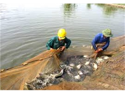 Phát Triển Thủy Sản Trên Lòng Hồ Thủy Điện Sơn La