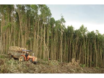 Tỷ Phú Trồng Rừng Ở Quảng Khê (Đắk Glong - Đắk Nông)