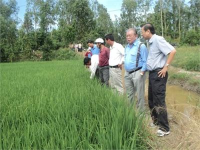 Sản Xuất Lúa Sạch, Hướng Đến Tăng Tính Cạnh Tranh Trong Nông Nghiệp