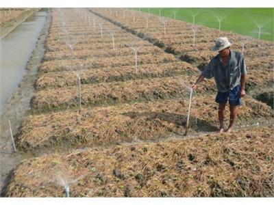 Phát Triển Sản Xuất Rau An Toàn - Nhu Cầu Tất Yếu Của Nền Nông Nghiệp Hiện Đại